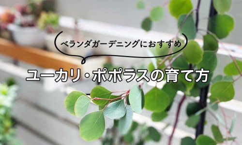 白血病能吃圆肉吗-白血病病人可以吃元胡止痛片吗网-分享白血病能喝元秘D吗，白血病病人可以吃元胡止痛片吗知识库